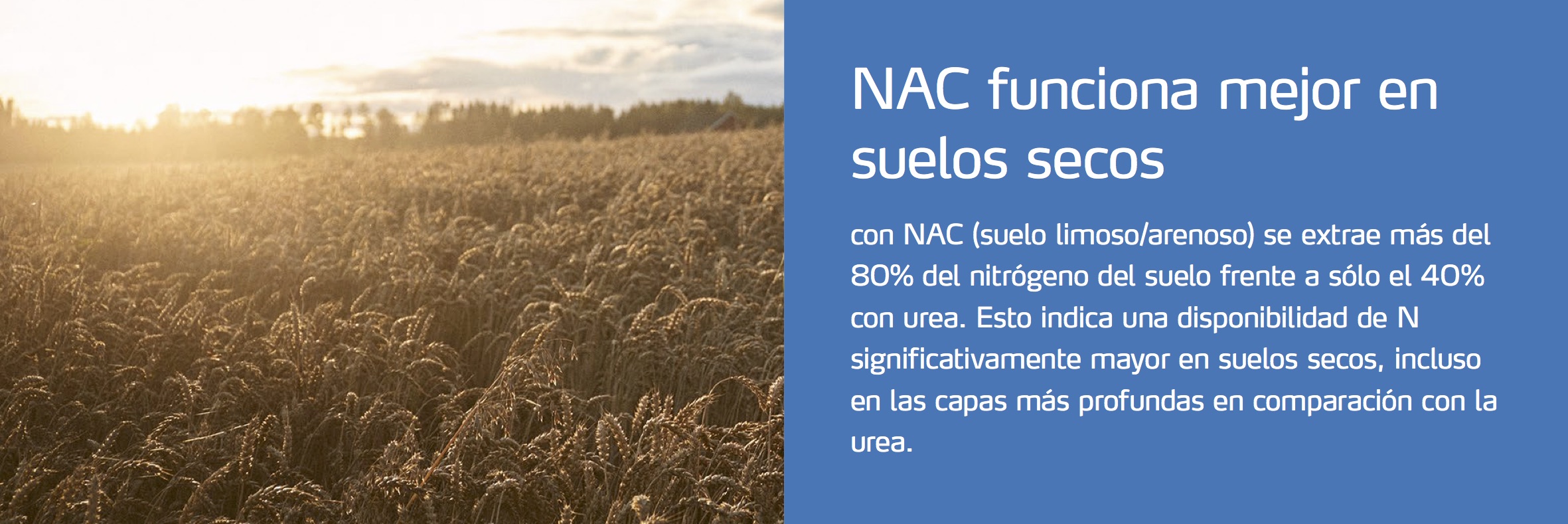 CAN se desarrolla mejor en condiciones de suelos secos