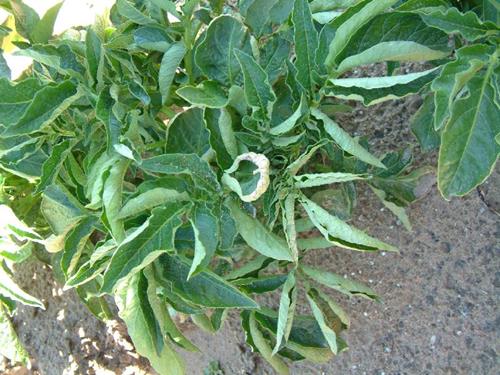 Función del cobre - patatas