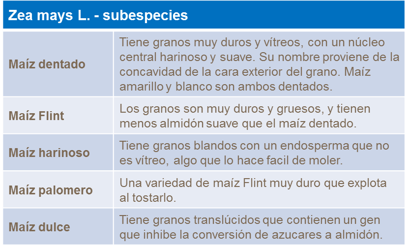 Subespecies del ma&iacute;z