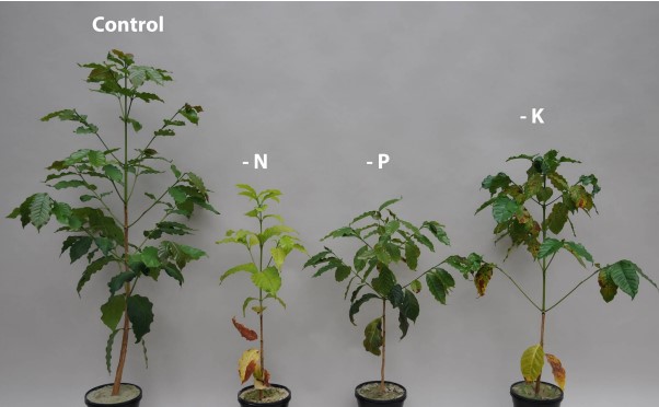 Walter Hern&aacute;ndez es el primer agricultor que firma directamente con Yara la compra de abono verde.