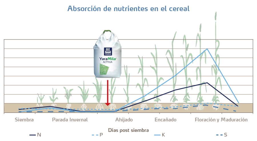 Absorci&oacute;n de nutrientes en cultivo de cereal
