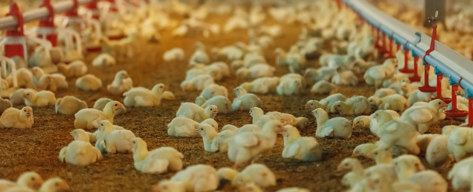 Contacto Nutrición Animal 